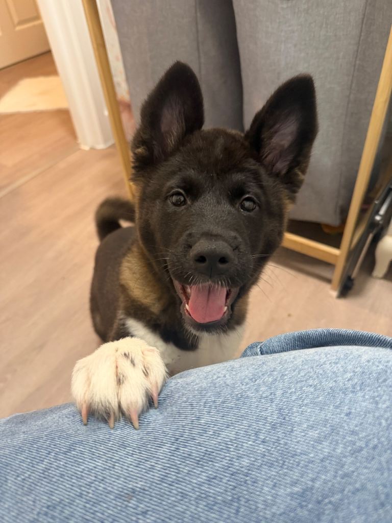 Japanese Akita female pup 