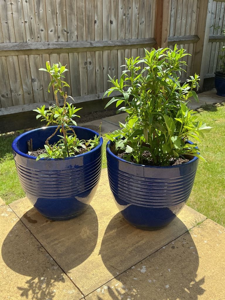 Large ceramic garden pots + leverage and dahlia plants 