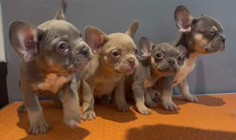 French bulldog pups 9weeks old
