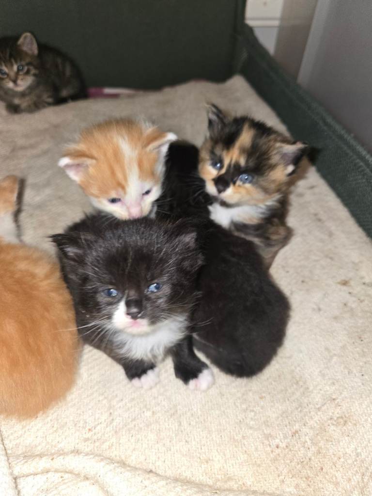 Maine Coon cross kittens