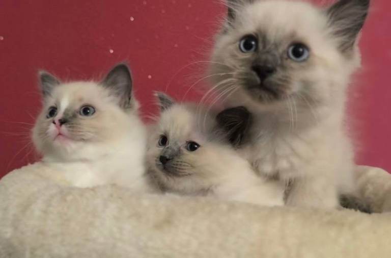 Ragdoll kittens