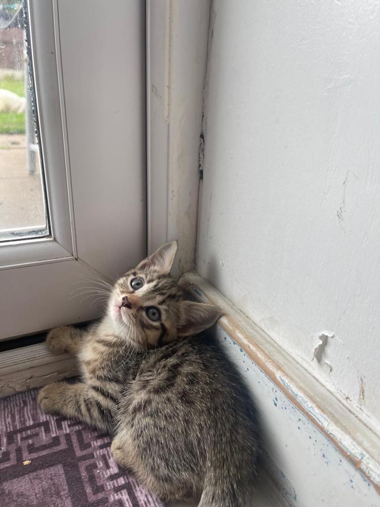 3 adorable female kittens
