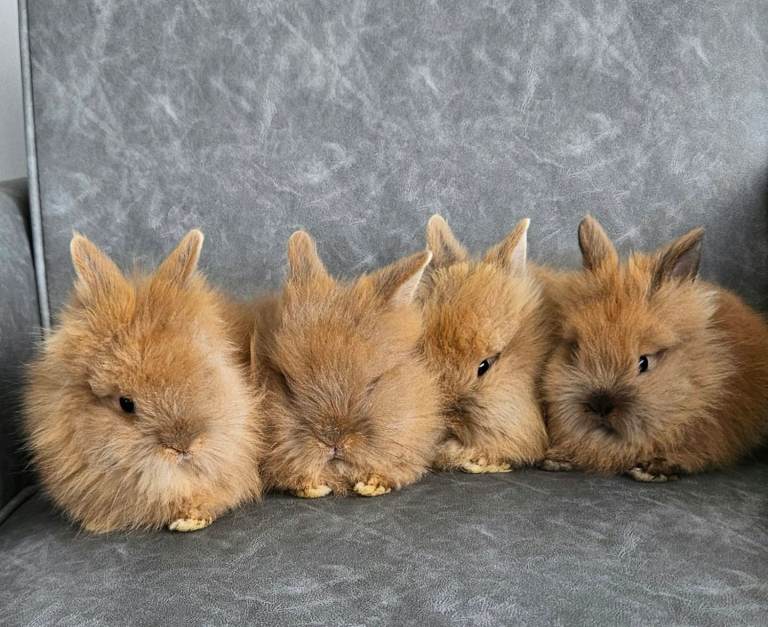 Double maned lionhead bunnies 🐰