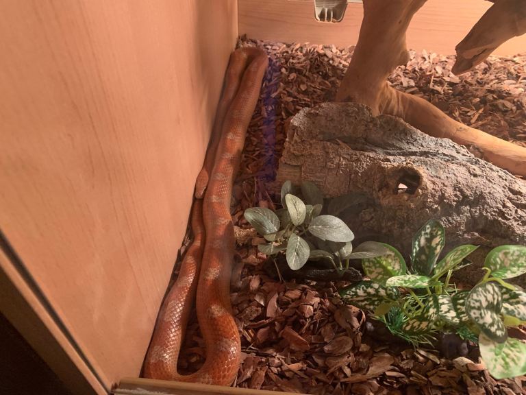 Cornsnake with full vivarium