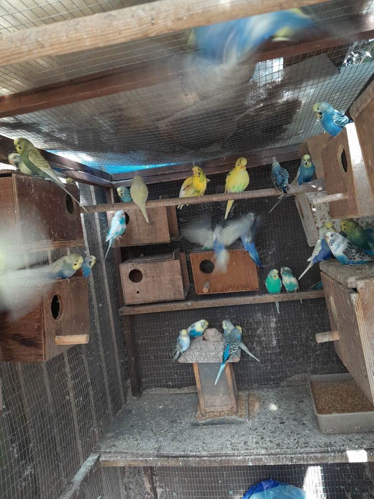 2025and 2026 stunning budgies 