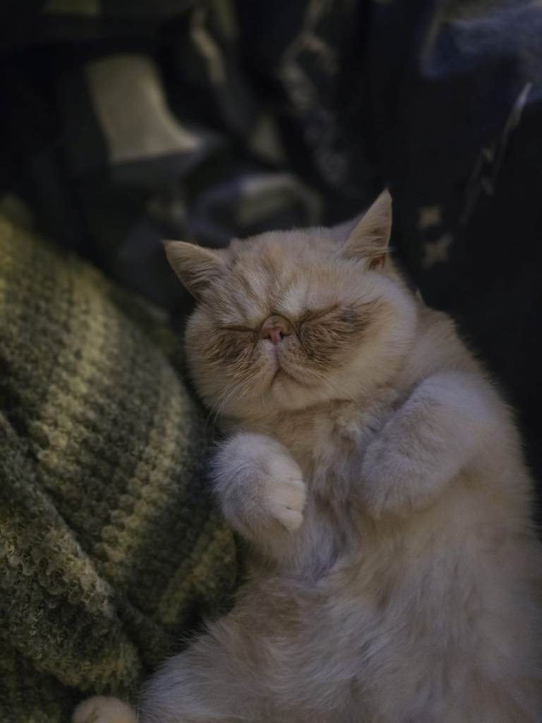 Beautiful exotic Shorthair female