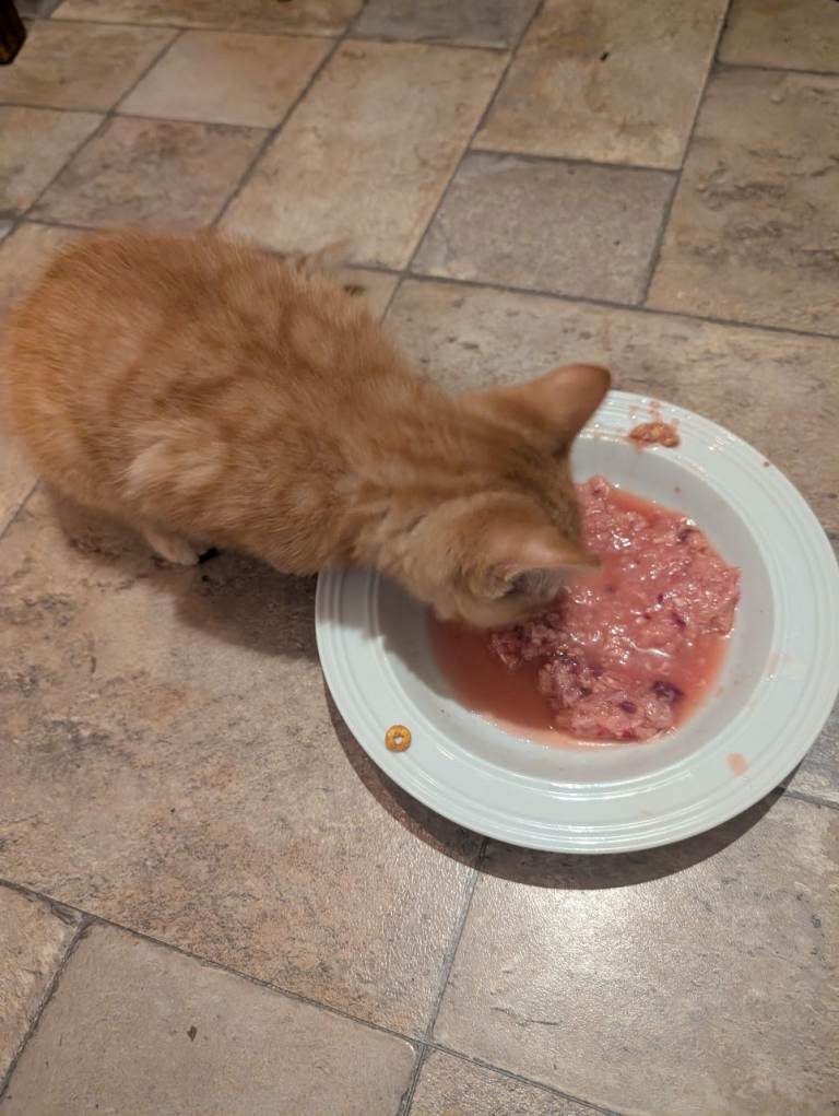 Amazingly Raised Male Ginger Kitten