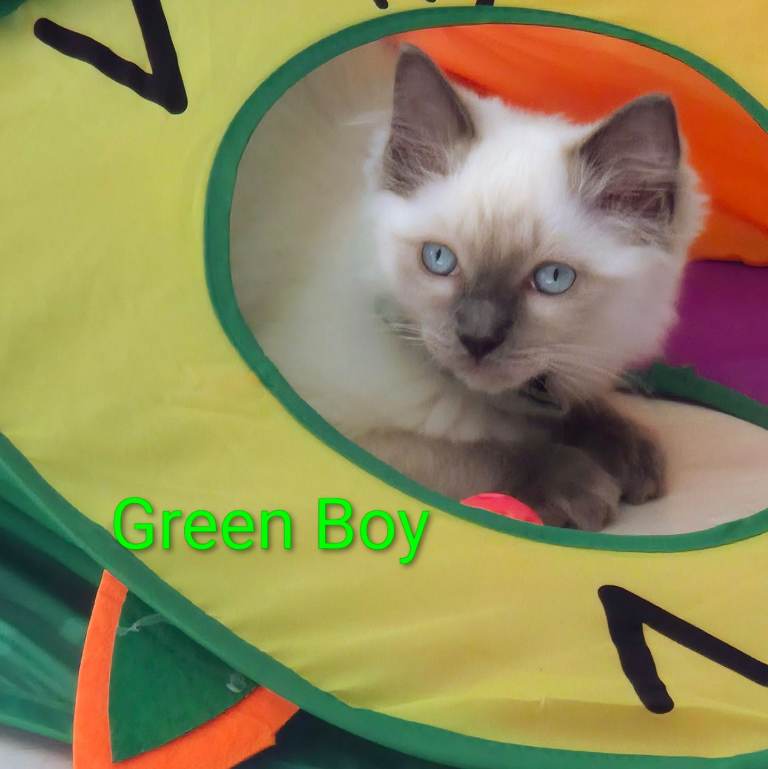 😻 Ragdoll Kitten Boy 😻 