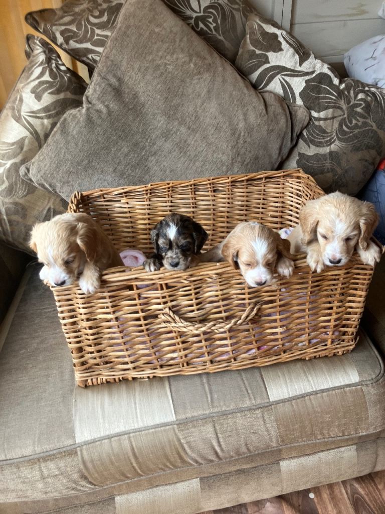  Cocker Spaniel puppies 4 Boys & 4 girls all shades of gold in colour 1 Merle & 1 brown