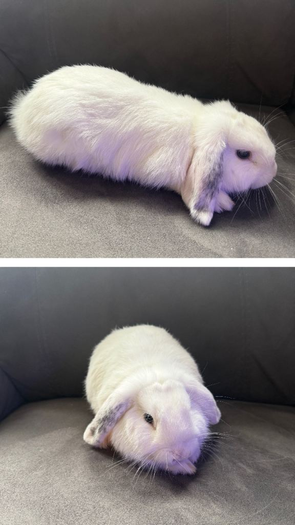 Pure Mini Lop Bunny