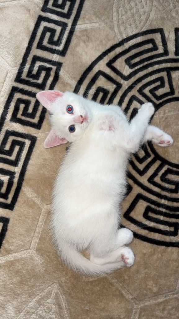 Kitten 