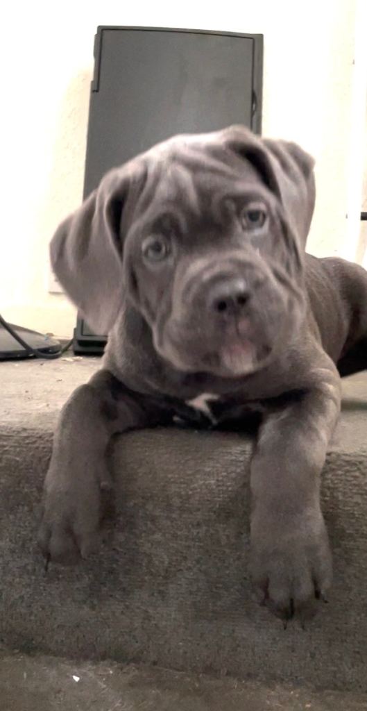 Blue Cane Corso Puppy only GIRL remaining 