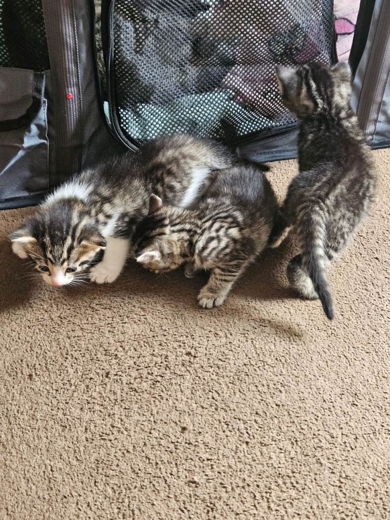 KITTENS 