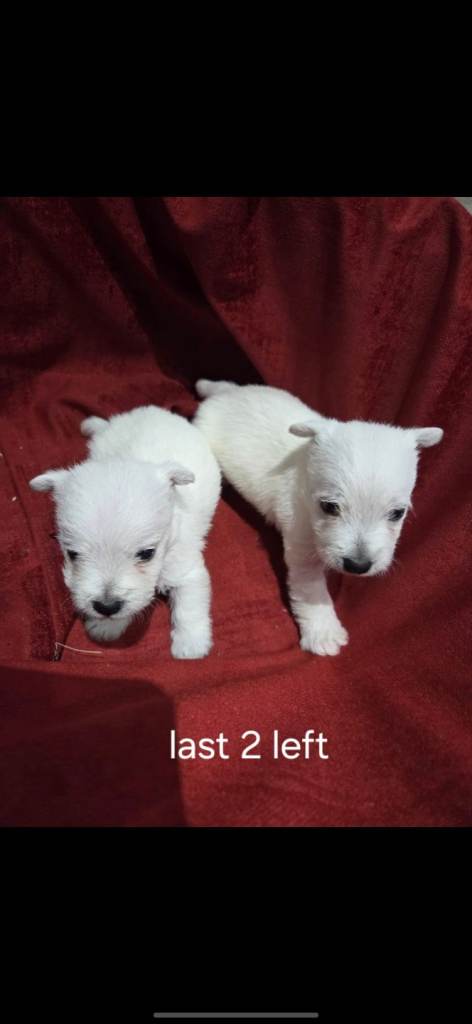 West highland terrier 