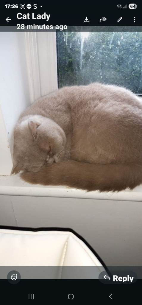 Bsh cat