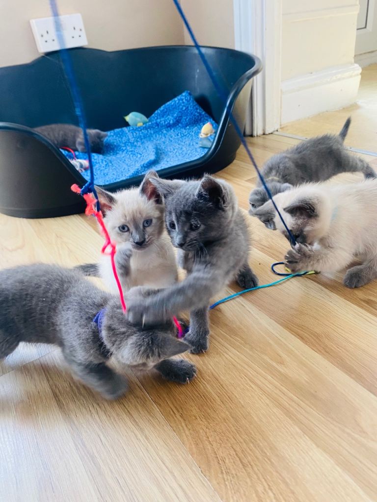 4 left beautifilul kittens ❤️ Ready Now :) looking forever homes 💕