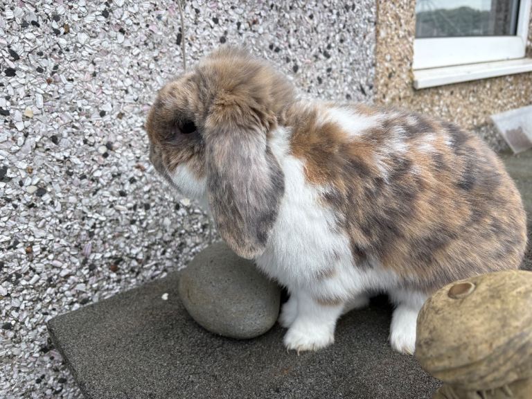 one male lop left 