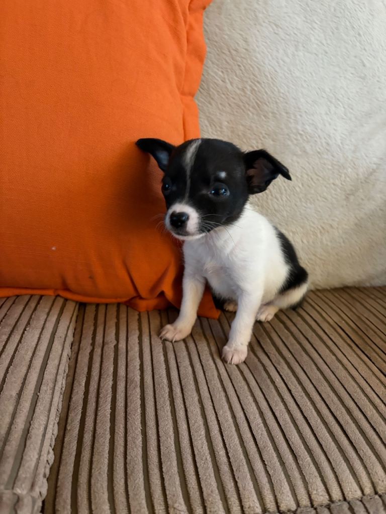 Miniature chihuahua 