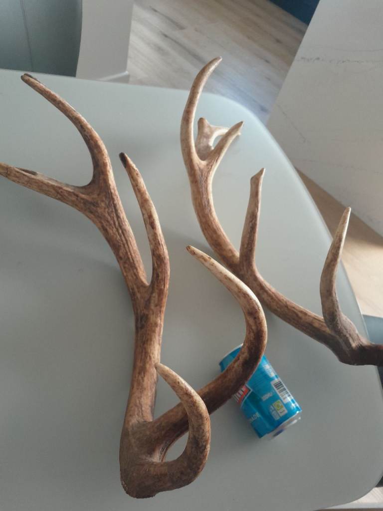 Pair of Stag Antlers
