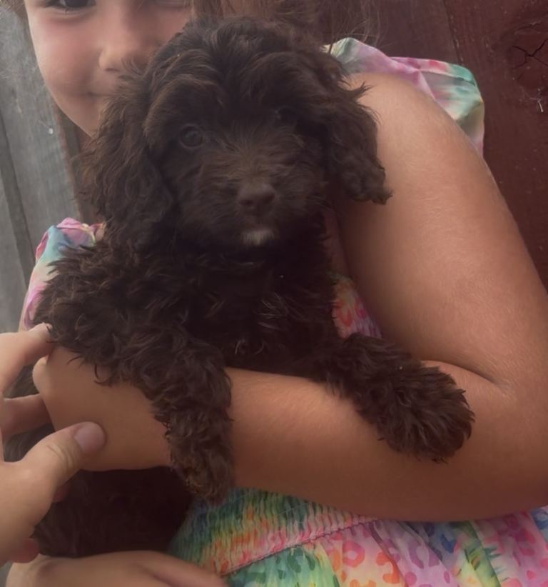 F1 Cockapoo Puppys 