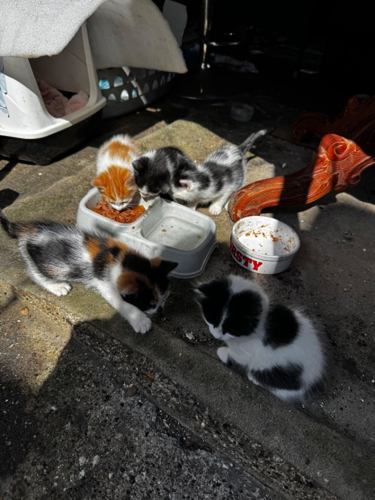 Kittens for sale 