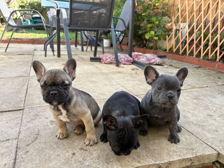 French bulldog pups 3 left ready now!! 