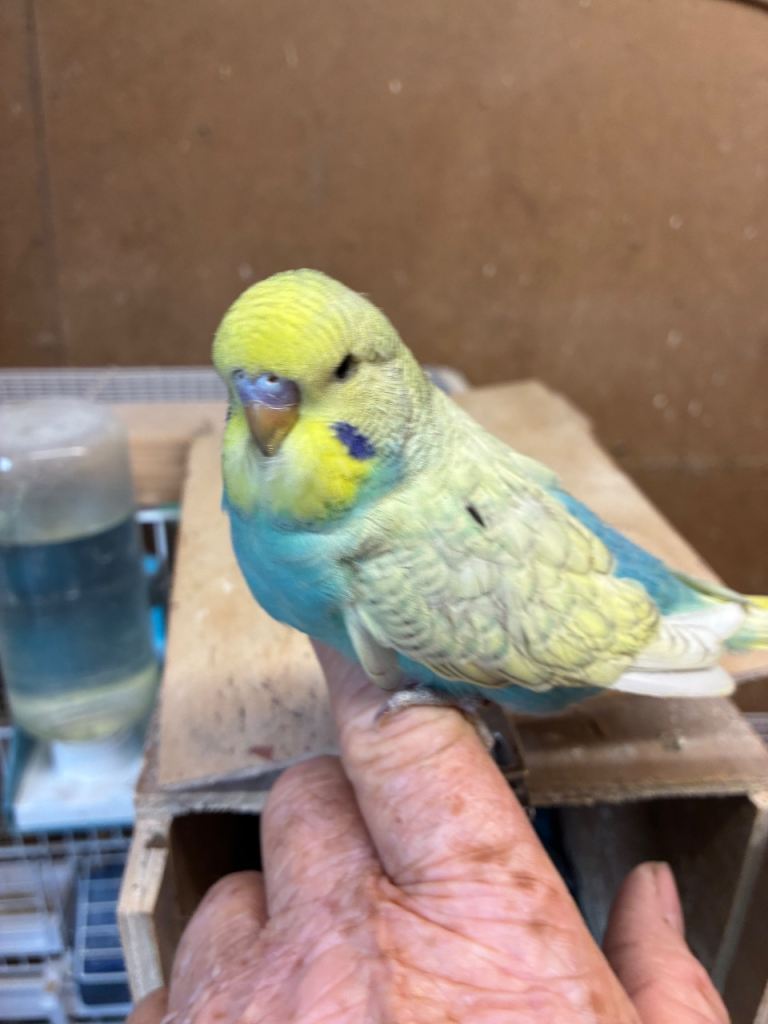 Baby budgies 