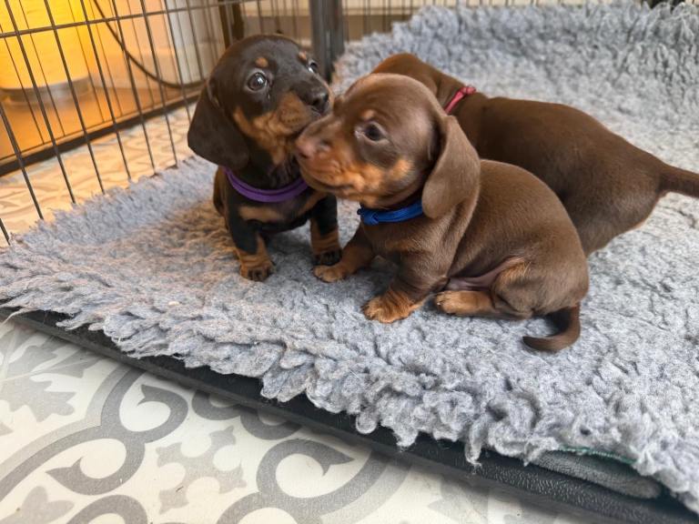KC Registered Miniature Dachshund Puppies - Ready 30th May