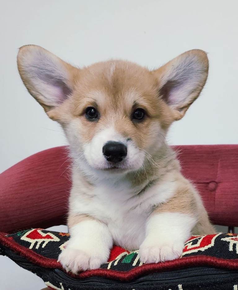 Pedigree KC male Pembroke Welsh Corgi Pup -SHOW QUALITY