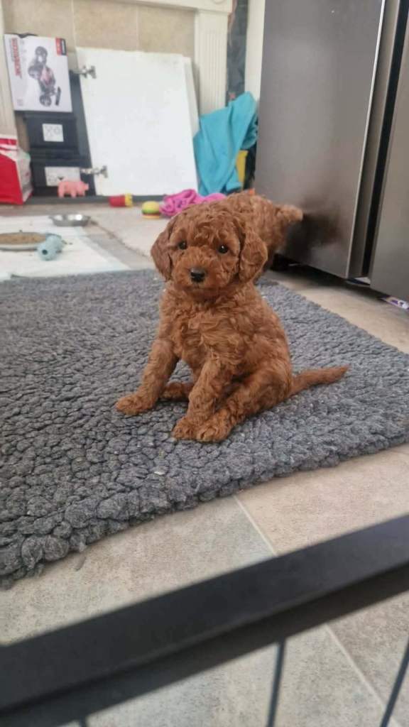 Beautiful litter of red cockapoo puppies