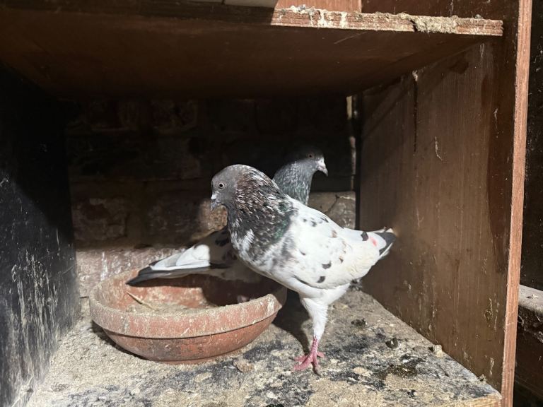 Pakistani high flyers for sale 