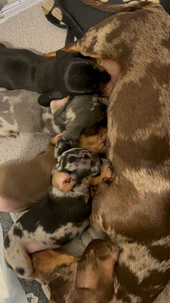 Pedigree registered miniature dachshunds