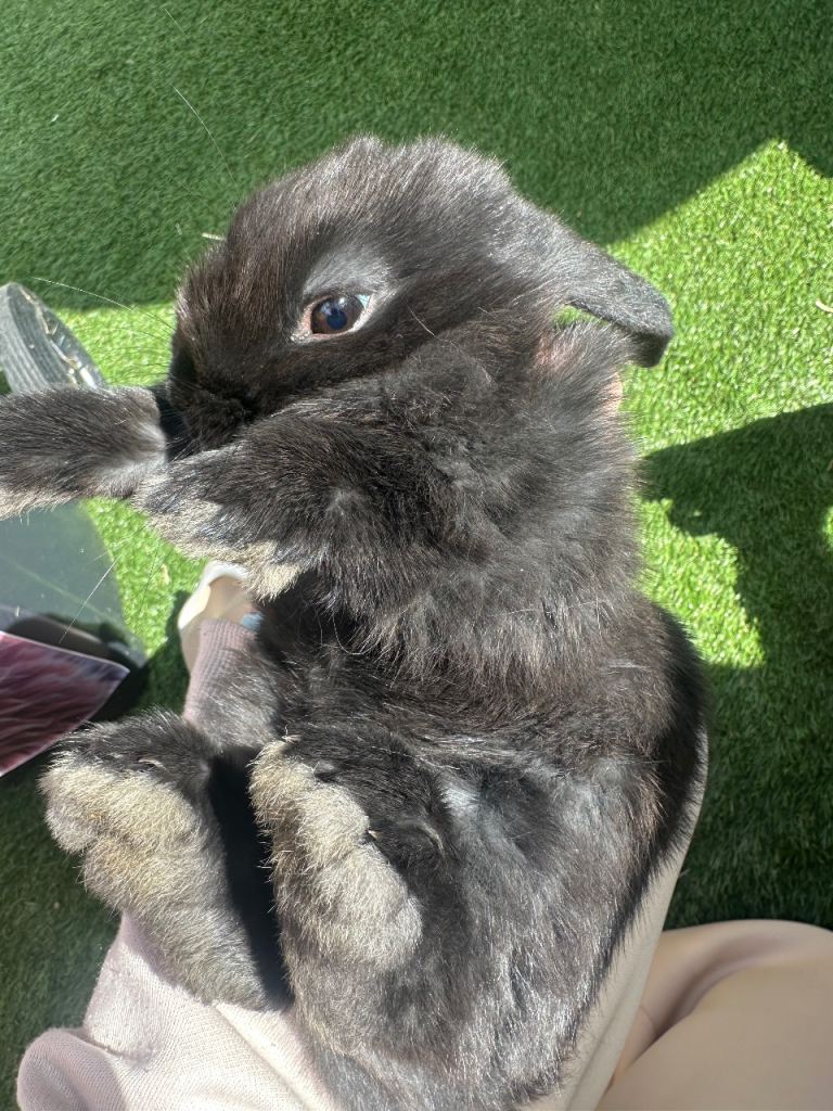 Mini lop bunny 