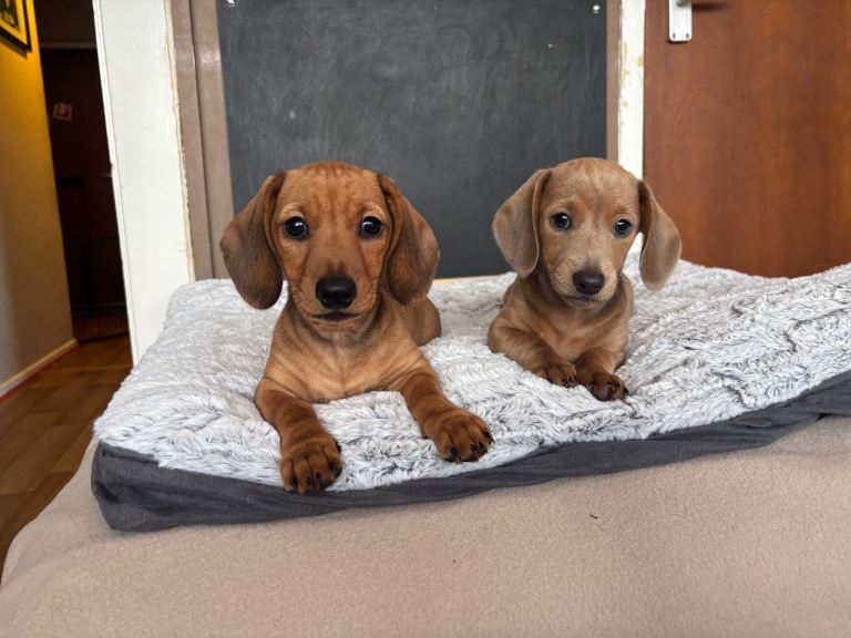 KC Miniature dachshund girls-ready to leave now 
