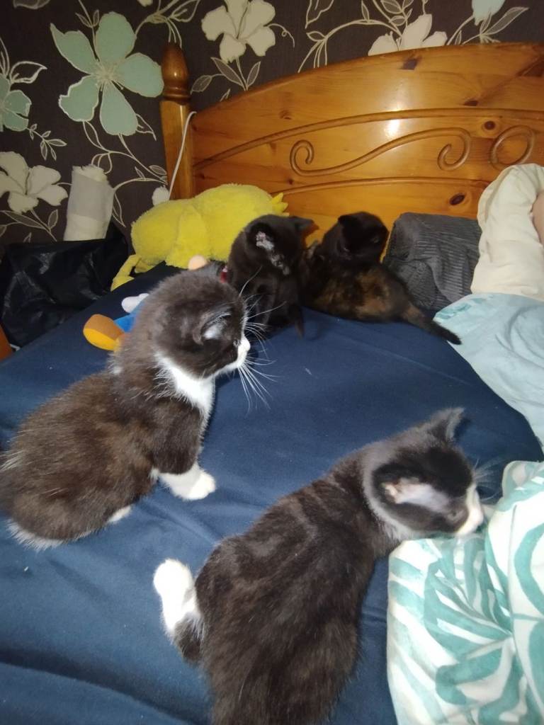 5 kittens for sale 