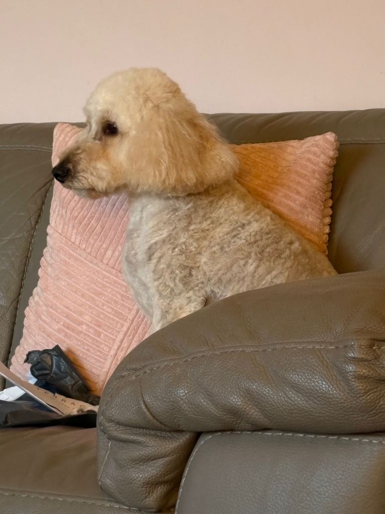 Cavapoochon 