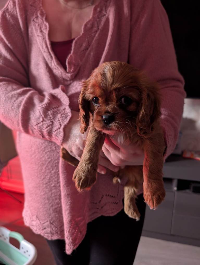 2 king Charles cavalier puppies 
