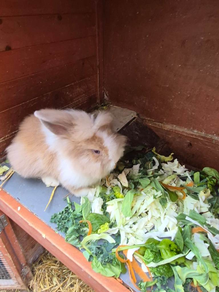 Lop ear lion Rabbits