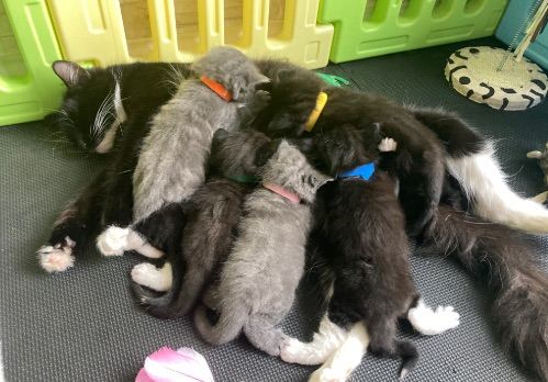 6 cute kittens
