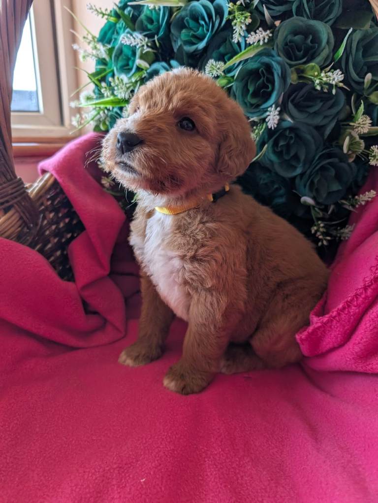 Stunning Red Australian labradoodle puppies