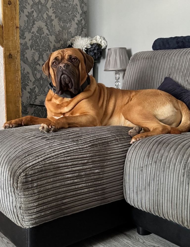 Dogue de Bordeaux 