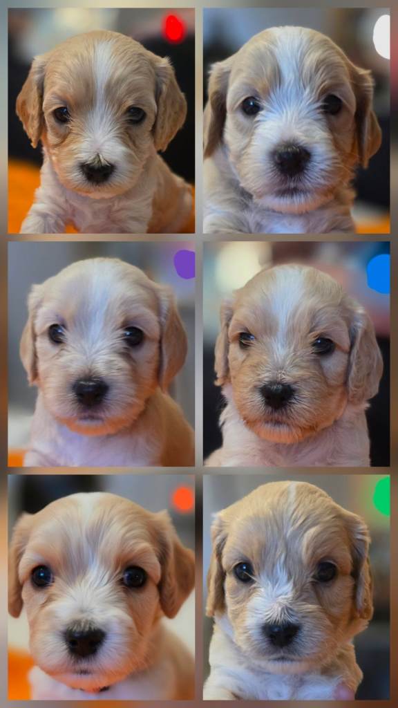 Cavapoochon  puppies puppy UPDATE ONLY RED AVAILABLE 