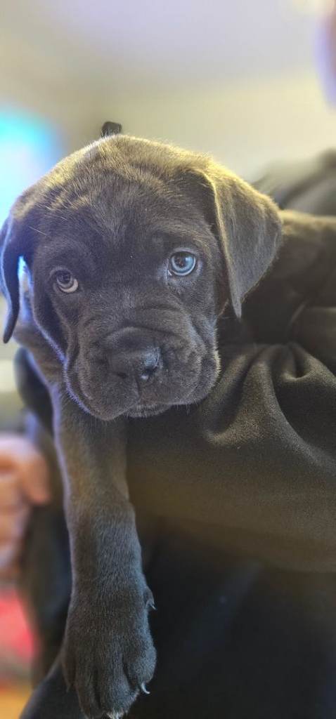 Puppies Cane Corso