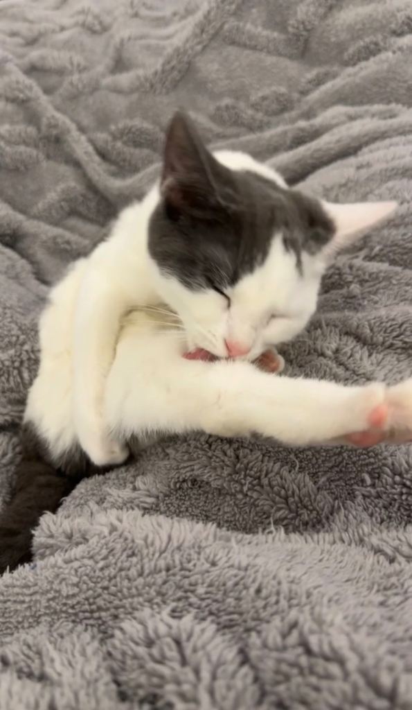 Grey and White kitten