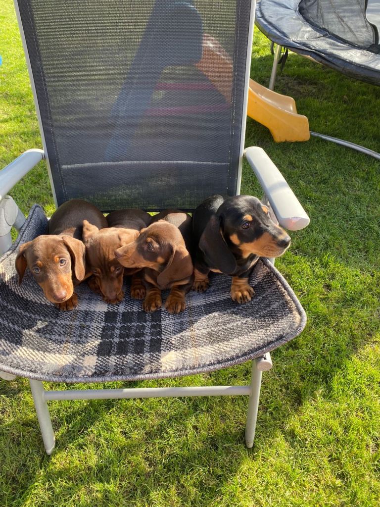 Miniature dachshund  Dob 20-12-2025    Ready now 