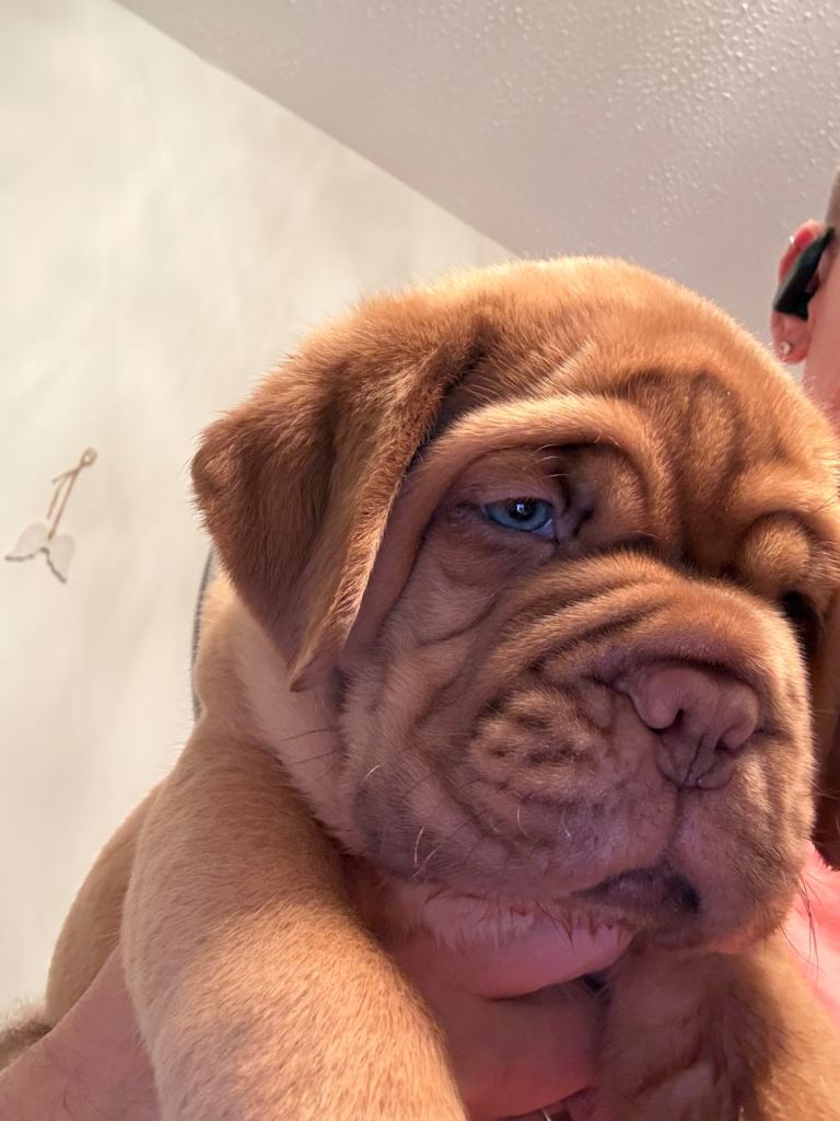 Dogue de Bordeaux Pup for sale
