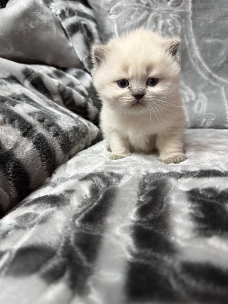 BRITISH SHORT/LONG HAIR KITTENS
