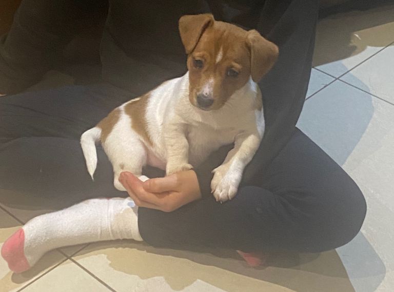 Jack Russell Pups 1 male remaining