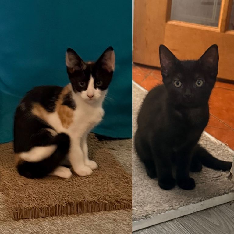 2 girl Kittens available NOW