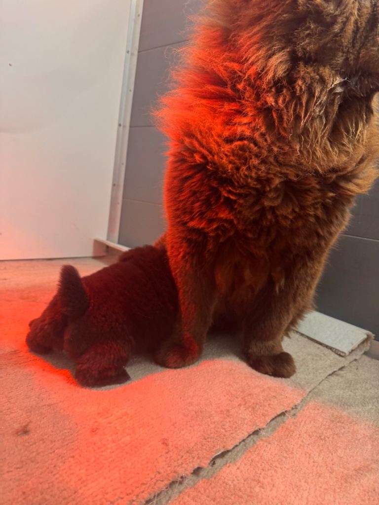 Beautiful girl chows